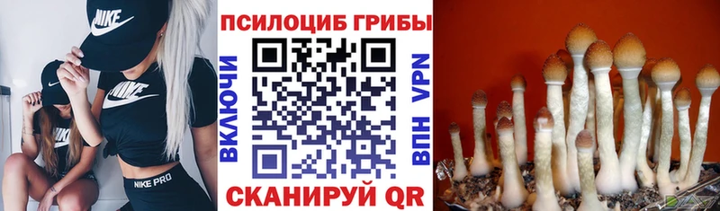 Псилоцибиновые грибы мицелий  купить закладку  Кувандык 